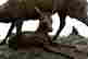 item-131904998=4