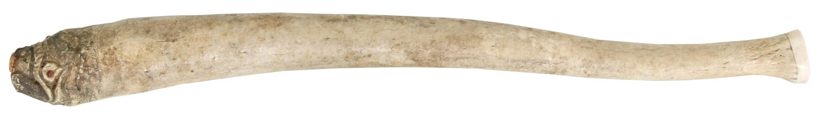 Alaskan Walrus Baculum Carving (1 of 6)