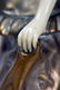 240: G. Omerth Bronze & Ivory Woman - 8