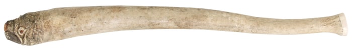 Alaskan Walrus Baculum Carving