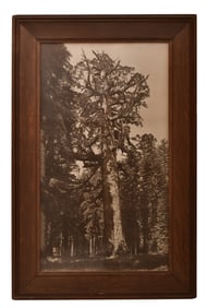 A Framed Photograph of the "Grizzly Giant" Sequoia Tree