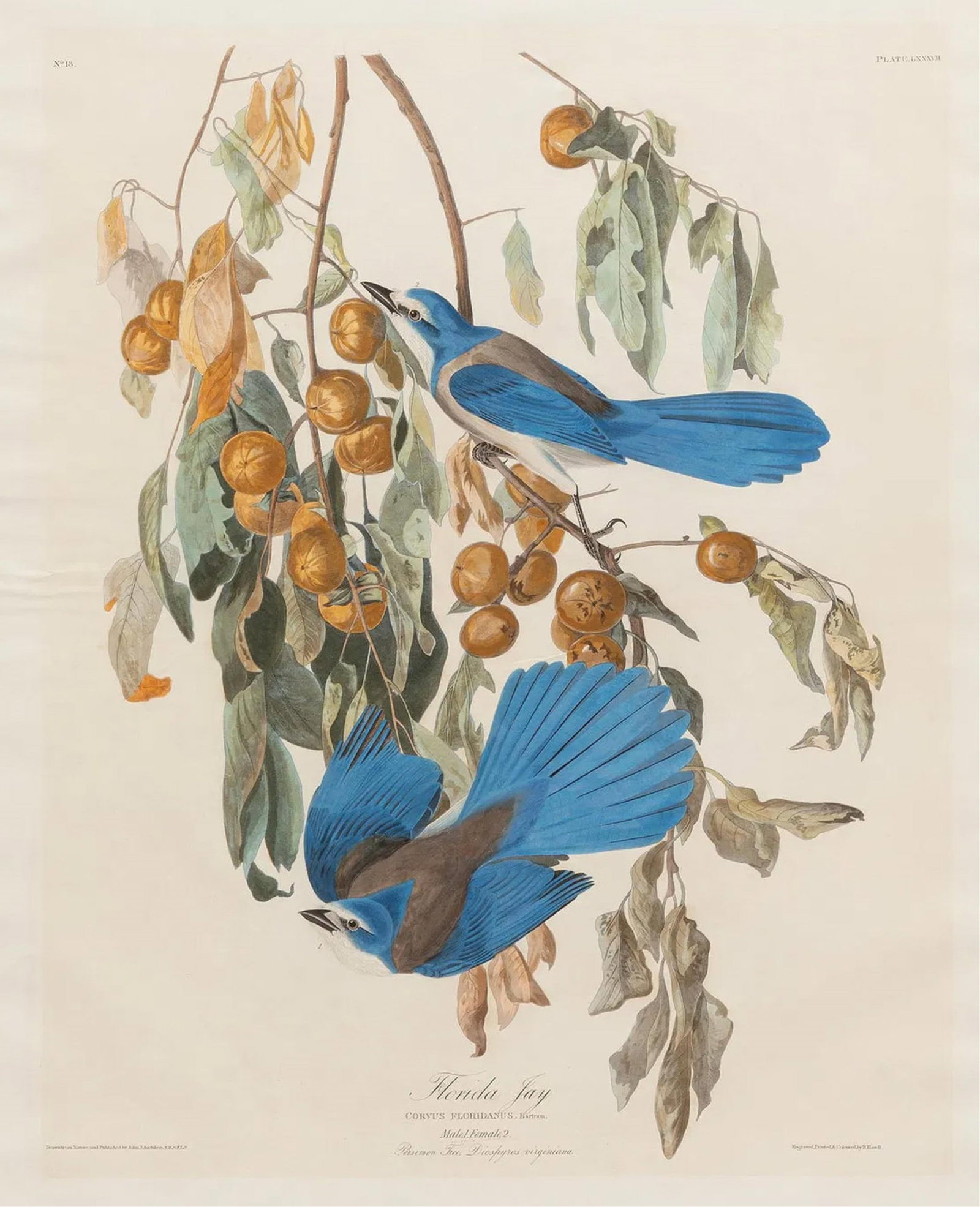 John James Audubon (American, 1785-1851), "Florida Jay," Plate 87 (1 of 3)