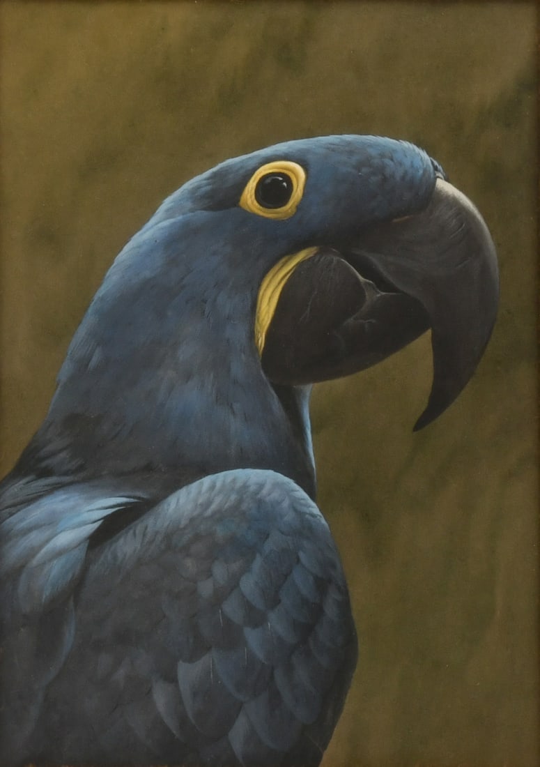 Robert Verity Clem (American, 1933-2010), "Hyacinth Macaw" (1 of 4)
