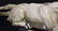 Carved Marble Tiger Sculpture - 10