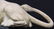 Carved Marble Tiger Sculpture - 4