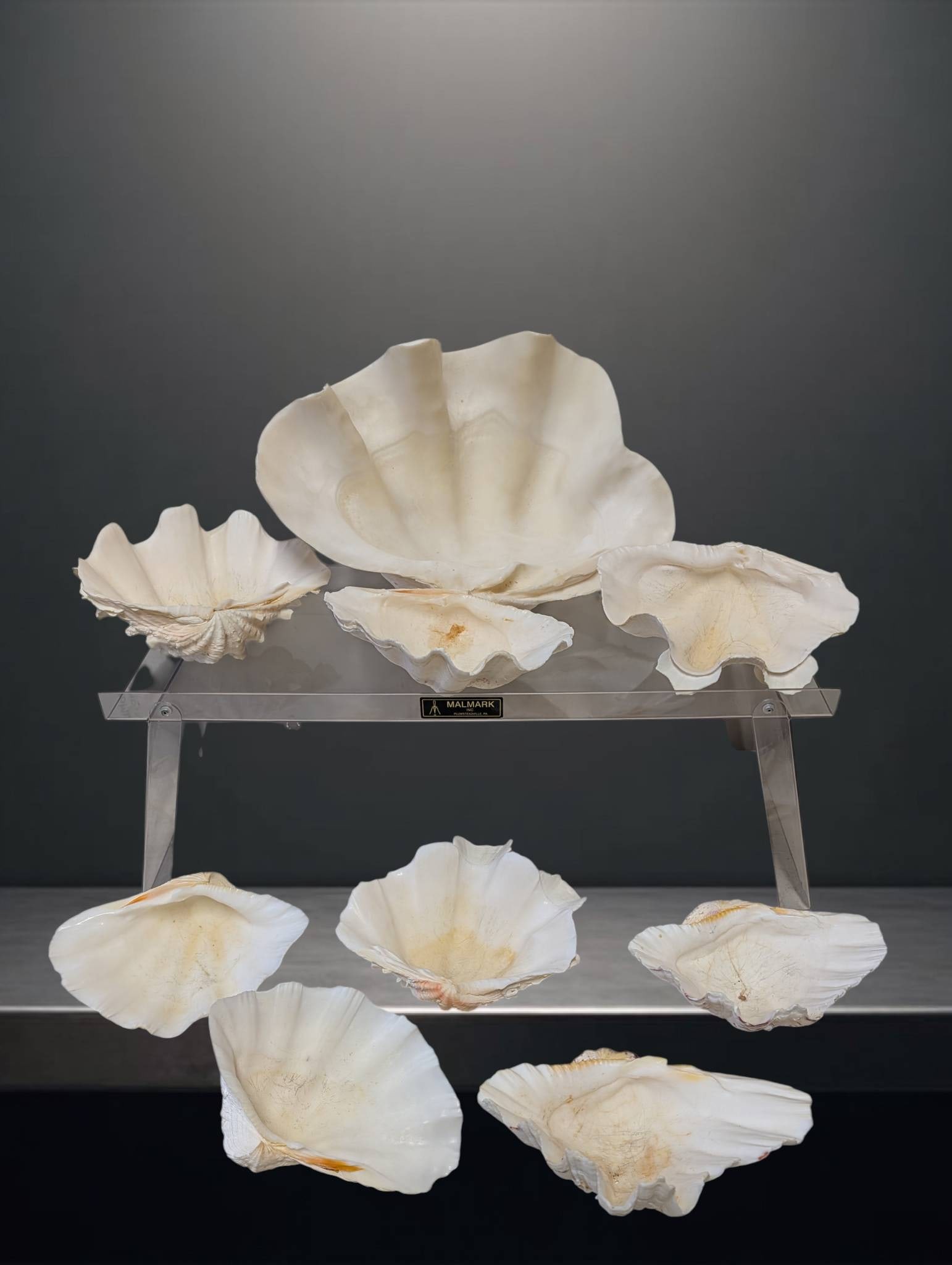 Shell Cold Salad Dish Set with Largest Shell Measuring 14 in. x 10 in.: Shell cold salad dish set including one large shell measuring approximately 14 in. by 10 in. and several smaller shells measuring approximately 8 in. by 6 in. Decorative set features natural shell-lik