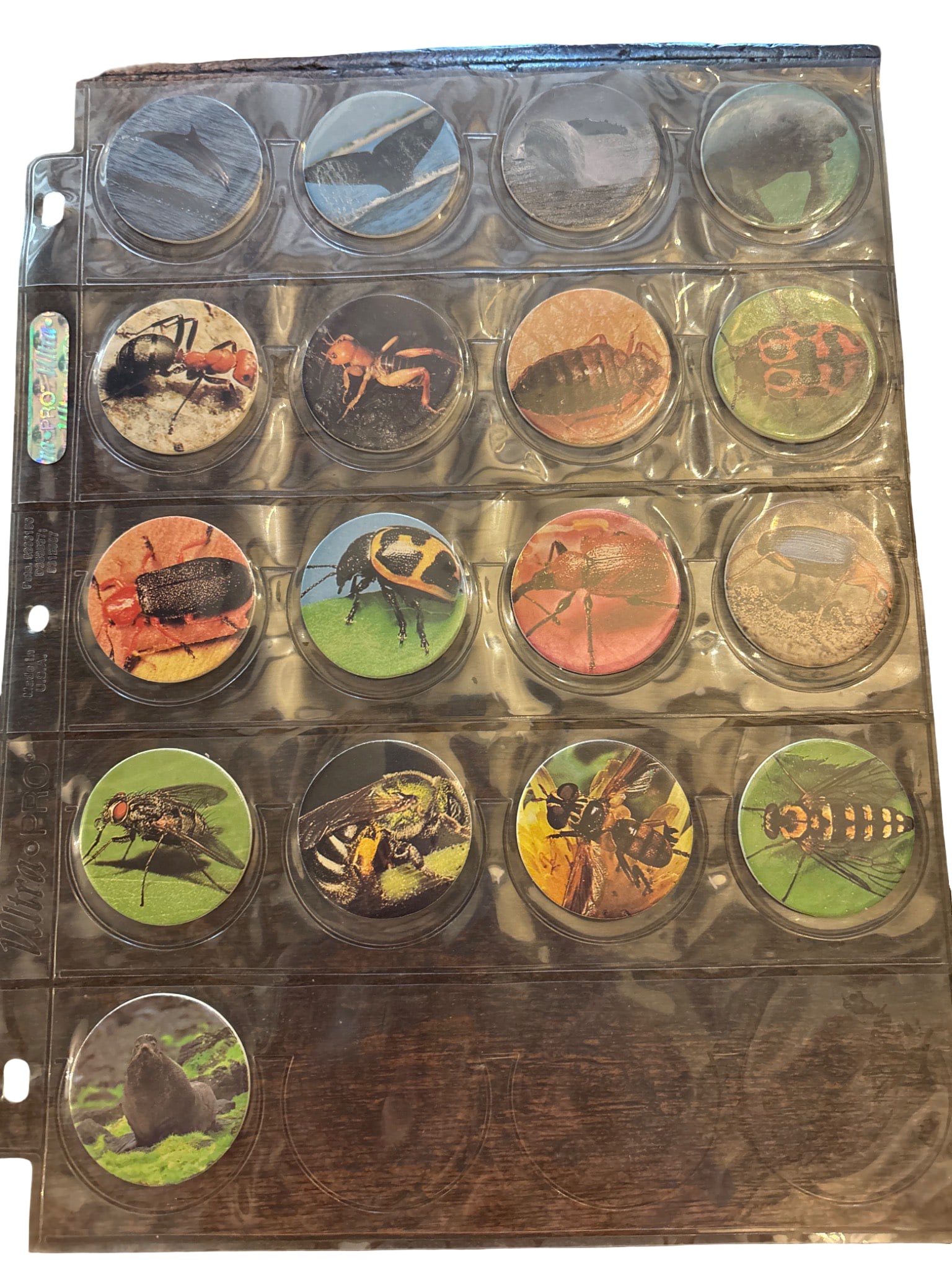 Insect-Themed Pogs( milk caps) in Plastic Display Sheet (1 of 1)