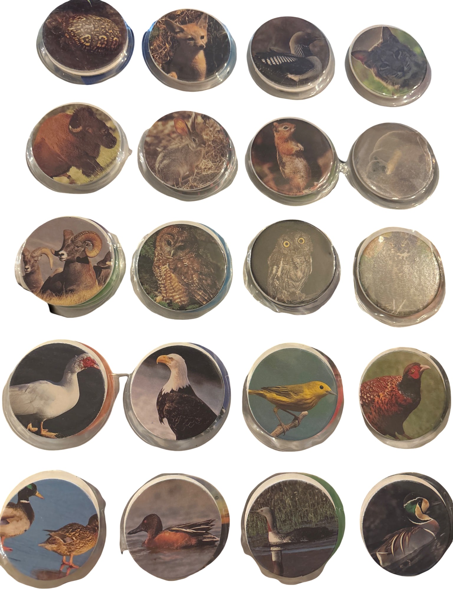 Animal-Illustrated Pog Milk Caps in Plastic Sleeves: Pogs featuring diverse animal illustrations, including birds, reptiles, and mammals. Each pog has a printed image of species with vibrant color details. Stored in transparent plastic sleeves for