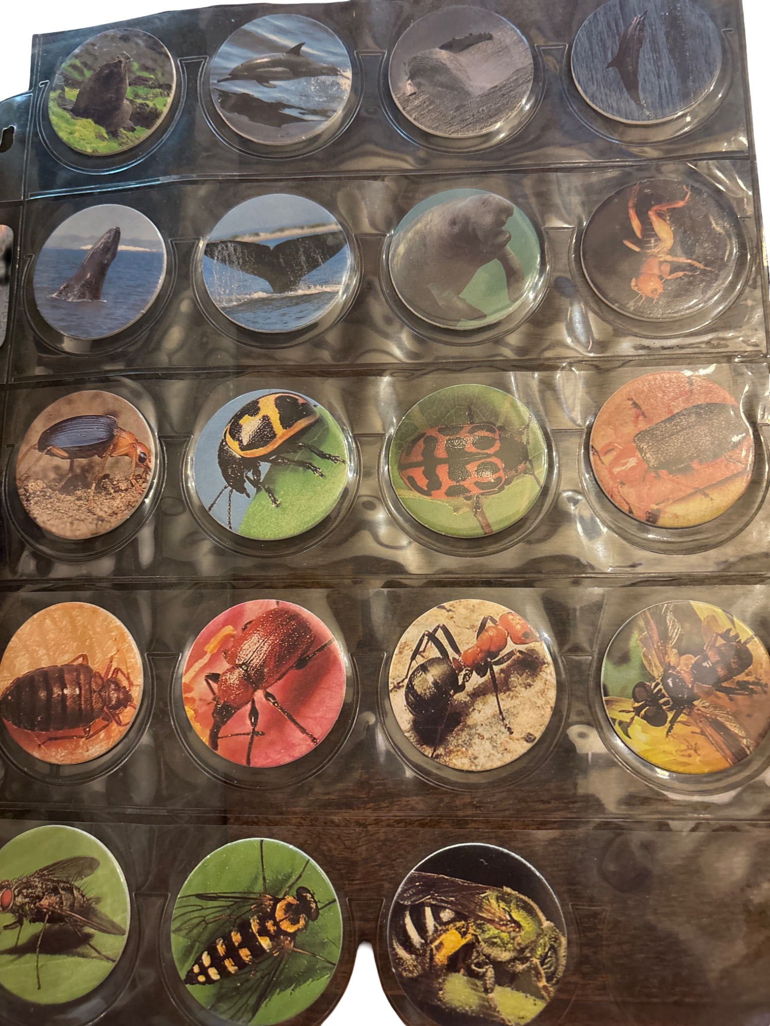 Pog Caps Featuring Insect and Animal Imagery: Pog caps featuring colorful photographic or illustrated designs of various insects and animals. The pogs are organized in a transparent display sheet. Includes a variety of designs, each encased in
