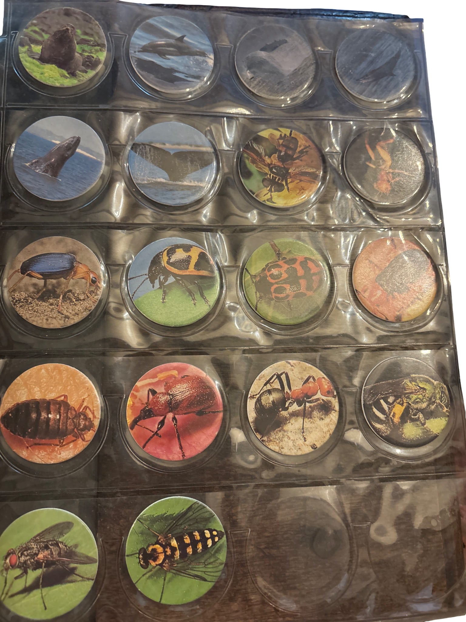 ‘Pog’ Caps Featuring Insect and Animal Designs: 'Pog' caps featuring printed images of various insects and animals, including bees, ants, and other creatures. The caps are organized in a clear plastic display sleeve. Each cap is circular and featur