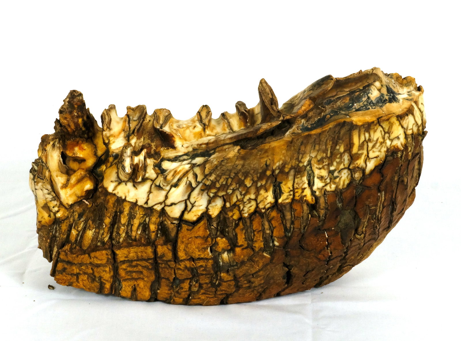 Prehistoric Wooly Mammoth jaw bone : Prehistoric Wooly Mammoth jaw bone H 7 x W 10 3/4 in