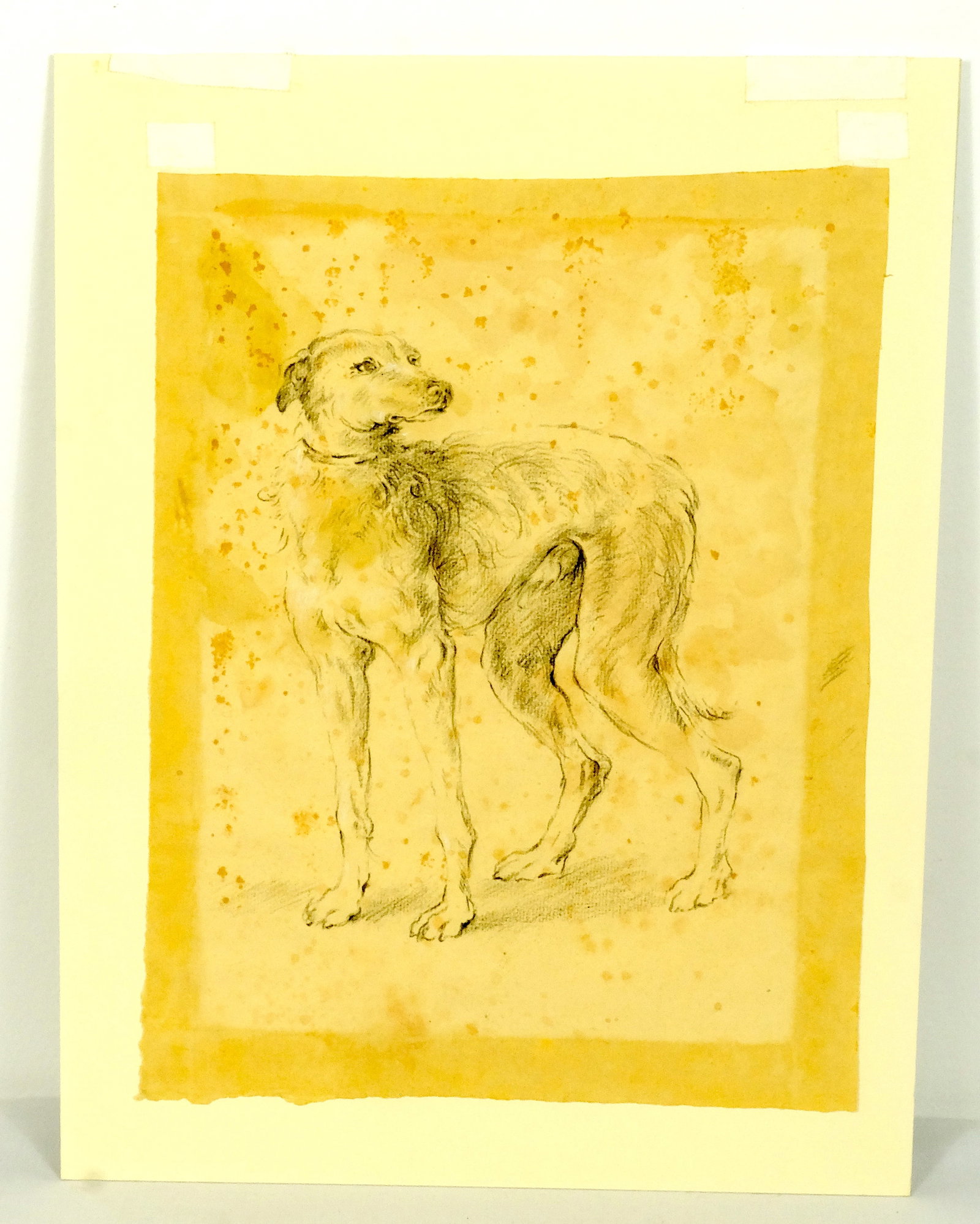 17th Century Study of Dog Flemish School  (1 of 3)