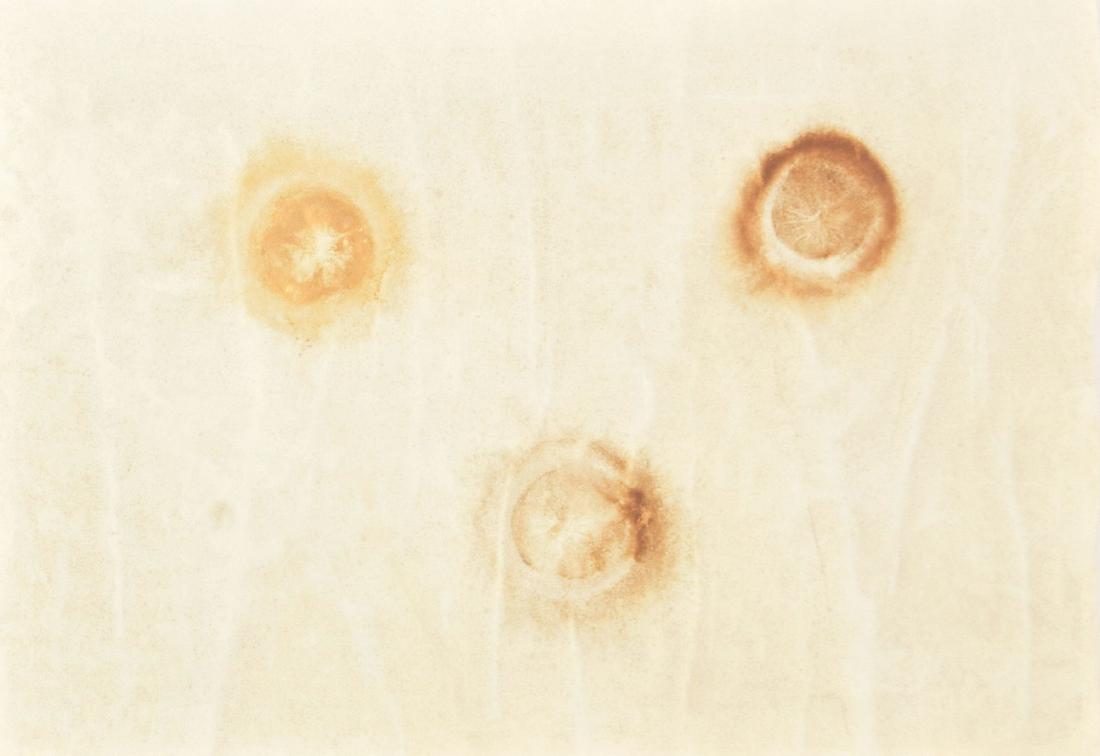 Ernesto Neto Painting: Designer/Artist & Manufacturer: Ernesto Neto (b. 1964) Markings: no marking(s) apparent Country of Origin & Materials: Brazilian; spices on parchment Additional Information: Provenance: Galeria Fortes