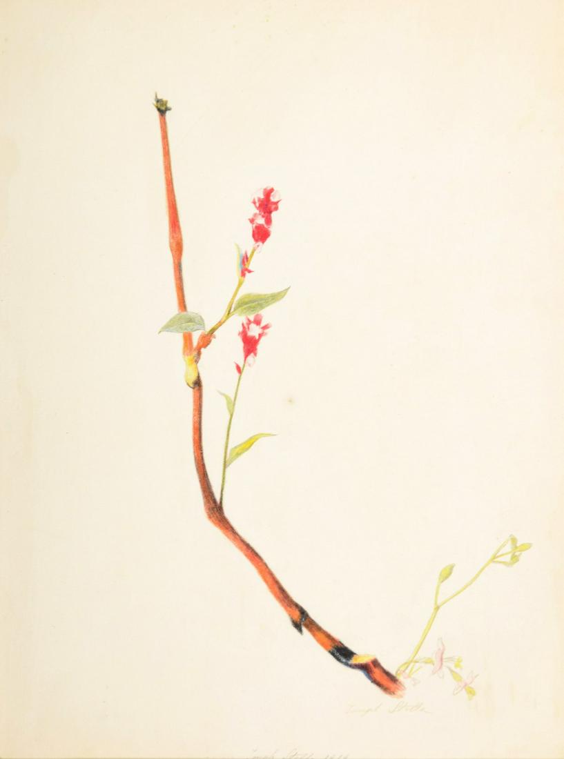 Joseph Stella Floral Drawing, Signed: Artist/Designer; Manufacturer: Joseph Stella (1877-1946) Marking(s); notes: signed twice; 1919 Country of origin; materials: American; crayon and silverpoint on paper Dimensions (H, W, D): 14"h, 1