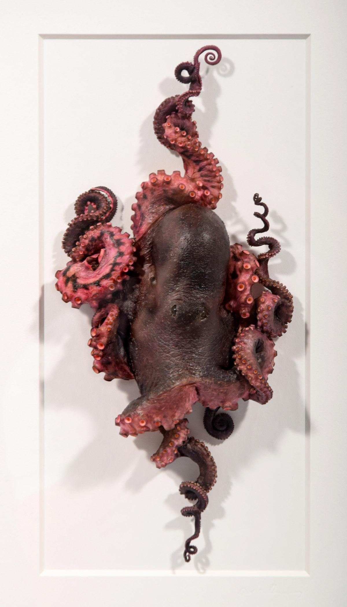 Christopher Marley PHEROMONE Octopus Specimen: Artist/Designer; Manufacturer: Christopher Marley (b. 1969) Marking(s); notes: embossed signature, Christopher Marley label to reverse Country of origin; materials: American; taxidermized octopus in h