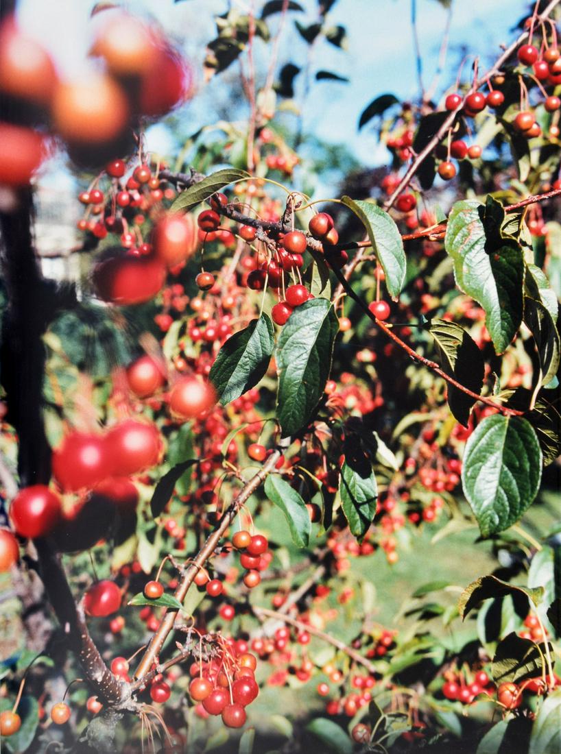 Jack Pierson RED BERRIES C-Print, Signed Edition: Artist/Designer; Manufacturer: Jack Pierson (b. 1960) Marking(s); notes: signed, marking(s); ed. 3/10; 2000 Country of origin; materials: American; chromogenic print Dimensions (H, W, D): 39.5"h, 29.5