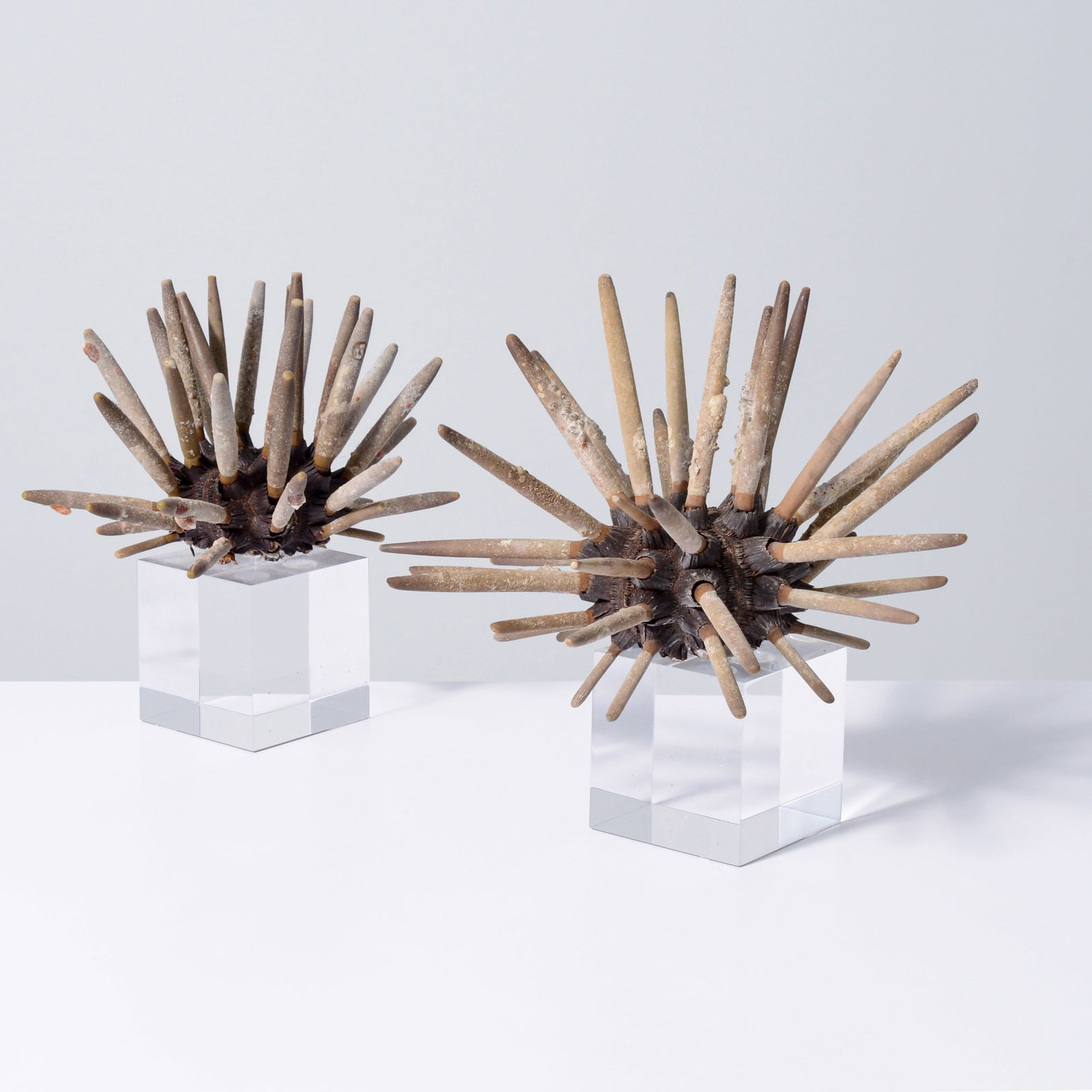2 Natural Sea Urchin Specimens on Acrylic Display Stands (1 of 10)