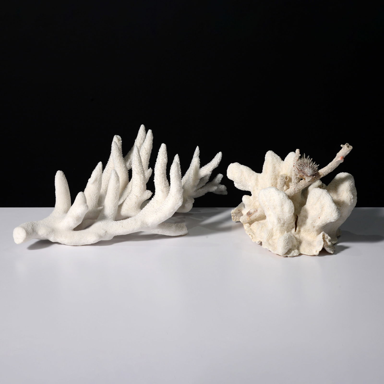 2 Coral Specimens / Sculpture, 23"W (1 of 14)