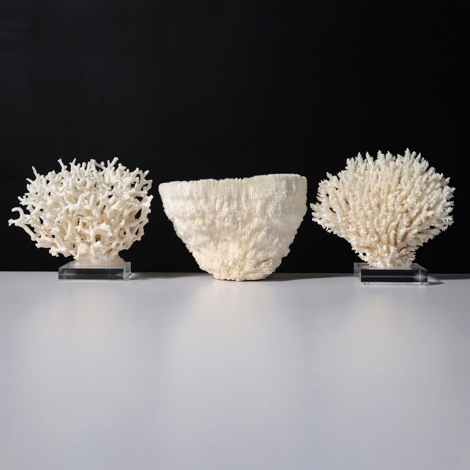 3 Coral Specimens / Sculptures (1 of 12)
