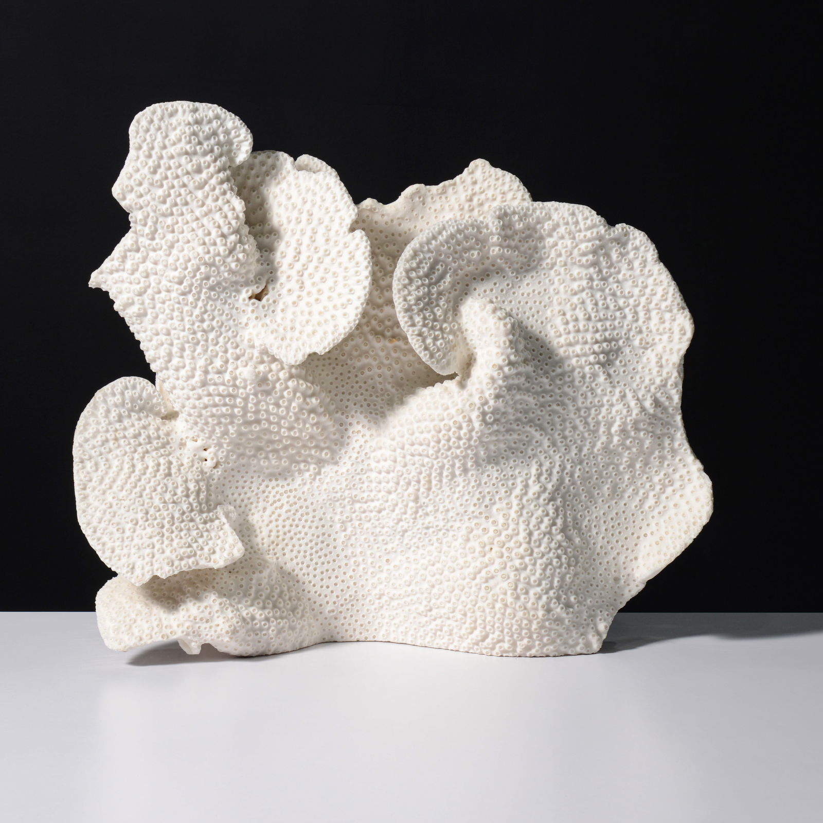 Large Cup Coral Specimen, 28"W (1 of 11)