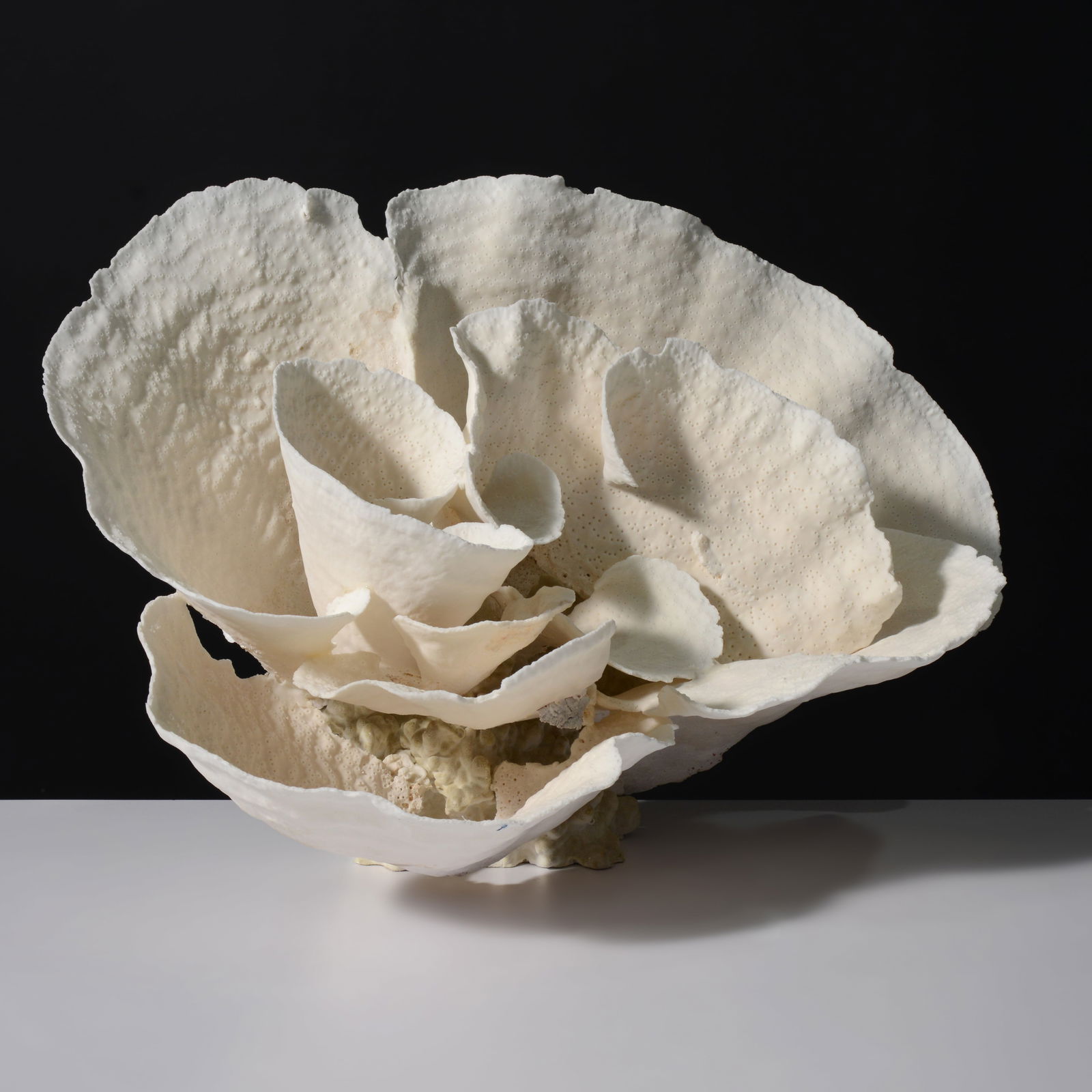 Large Coral Assemblage / Sculpture (1 of 9)