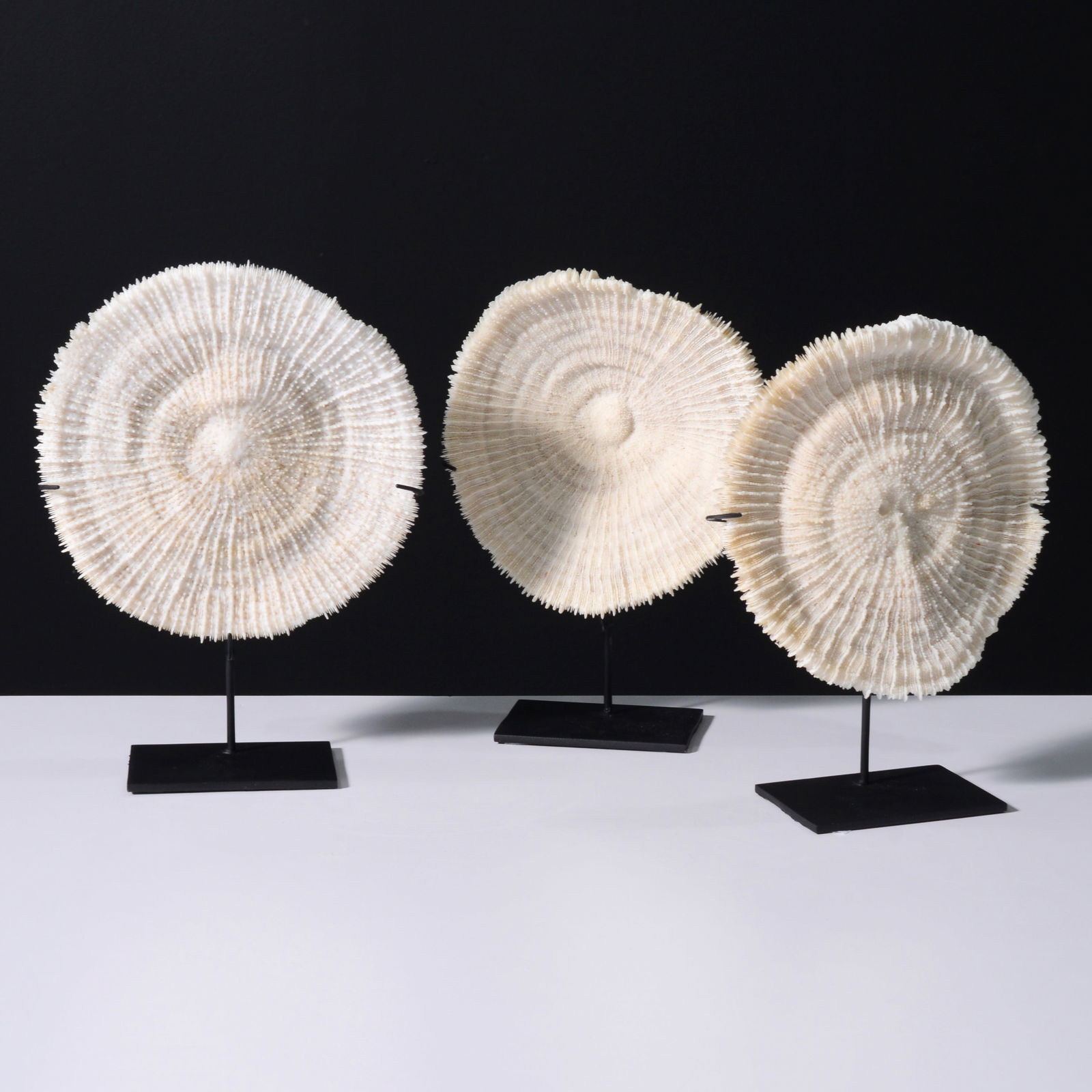 3 Fungia Coral Specimens on Display Stands (1 of 8)