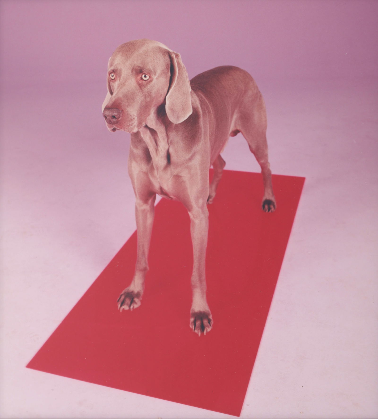 William Wegman RED TIDE Photograph (1 of 7)