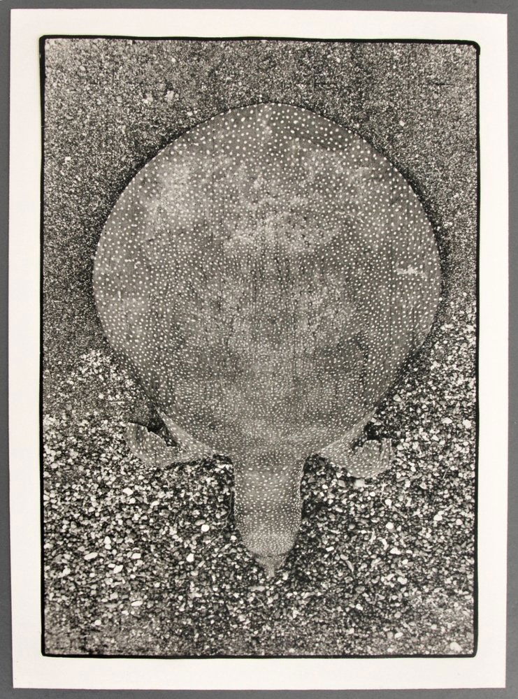 Early Peter Beard Gelatin Silver Print, Signed: Designer (Artist) & Manufacturer: Peter Hill Beard (b. 1938) Markings: signed Country of Origin & Materials: American; Gelatin Silver Print Additional Information: Photograph of a spotted turtle with