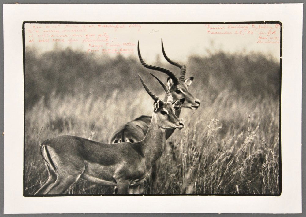 Early Peter Beard Gelatin Silver Print, Signed: Designer (Artist) & Manufacturer: Peter Hill Beard (b. 1938) Markings: signed Country of Origin & Materials: American; Gelatin Silver Print Additional Information: Photo of antelopes with handwritten