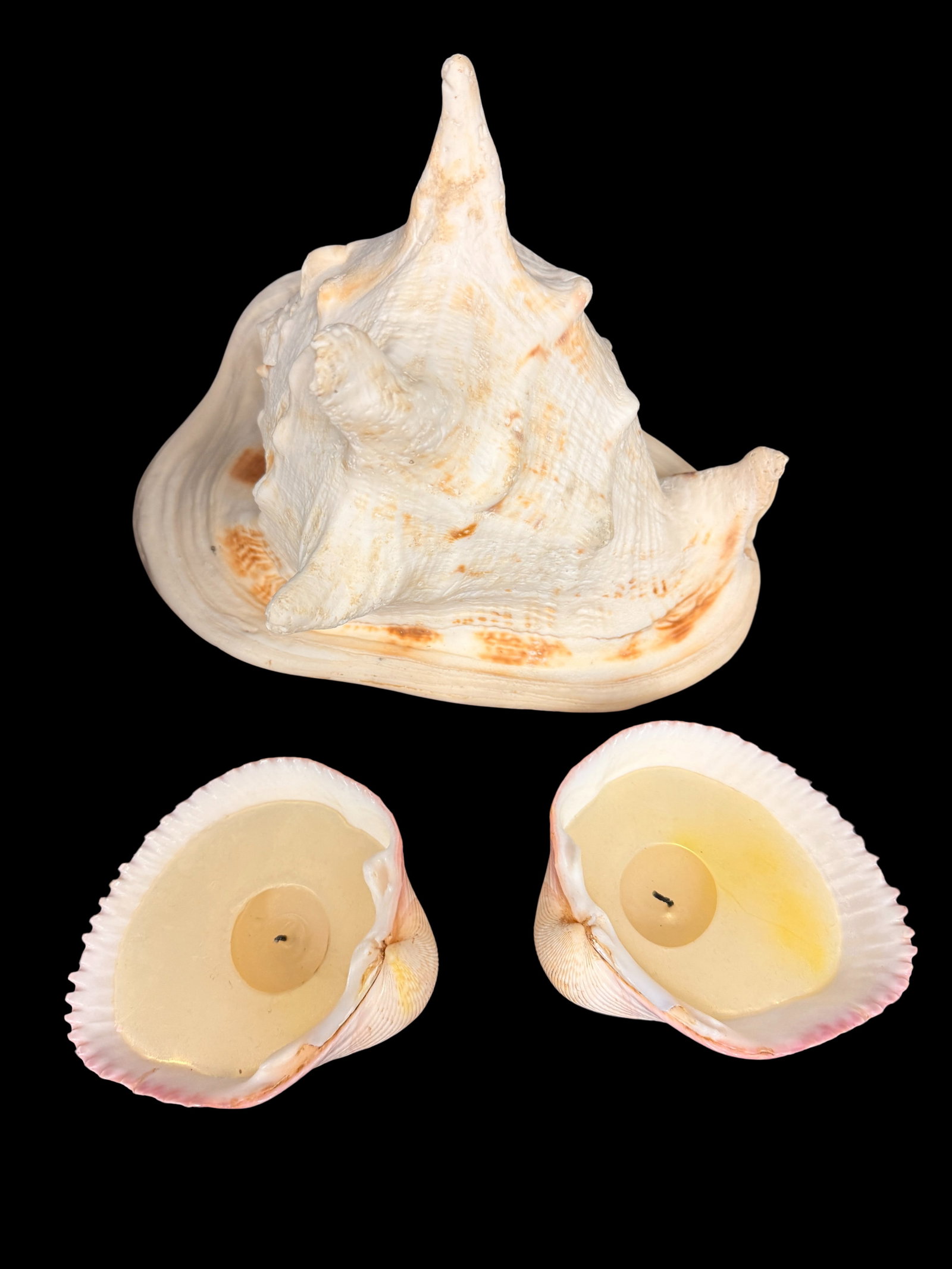 Large White Ceramic Conch Shell Sculpture: A large white ceramic conch shell sculpture with naturalistic detail, a striking coastal decorative piece. Ceramic shell sculptures are popular home decor collectibles.