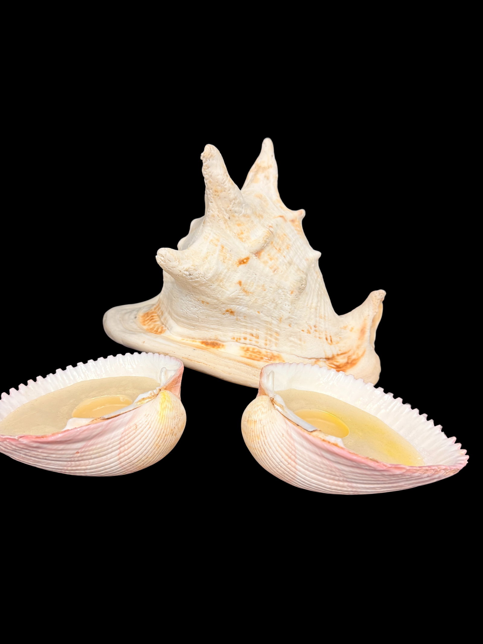 Cassis Cornuta Beautiful Shell with a pair of smaller ones. - 2