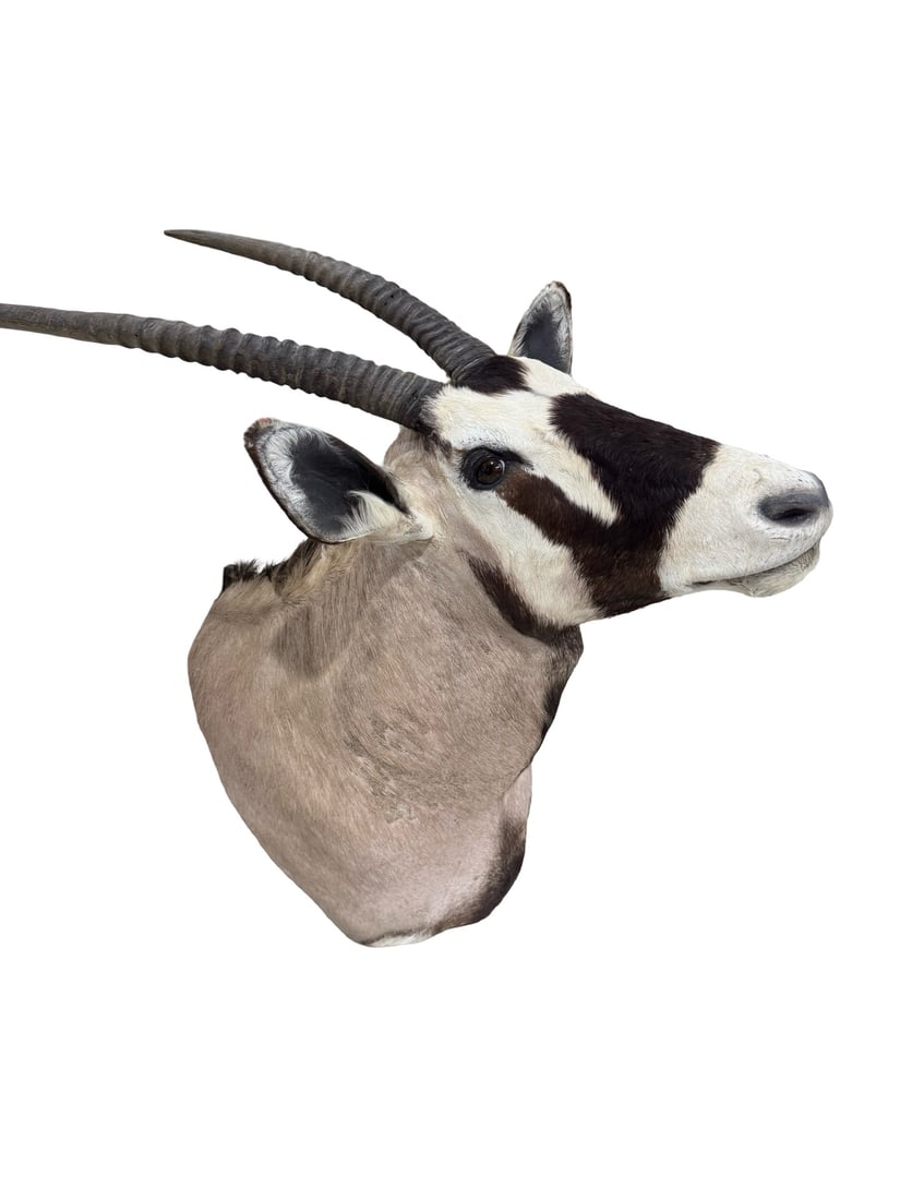 HUGE African Gemsbok Oryx Shoulder Mount: This is a shoulder taxidermy mount of a Gemsbok oryx featuring its characteristic long, straight horns and striking facial markings. The mount captures the animal's distinctive black and white face ma