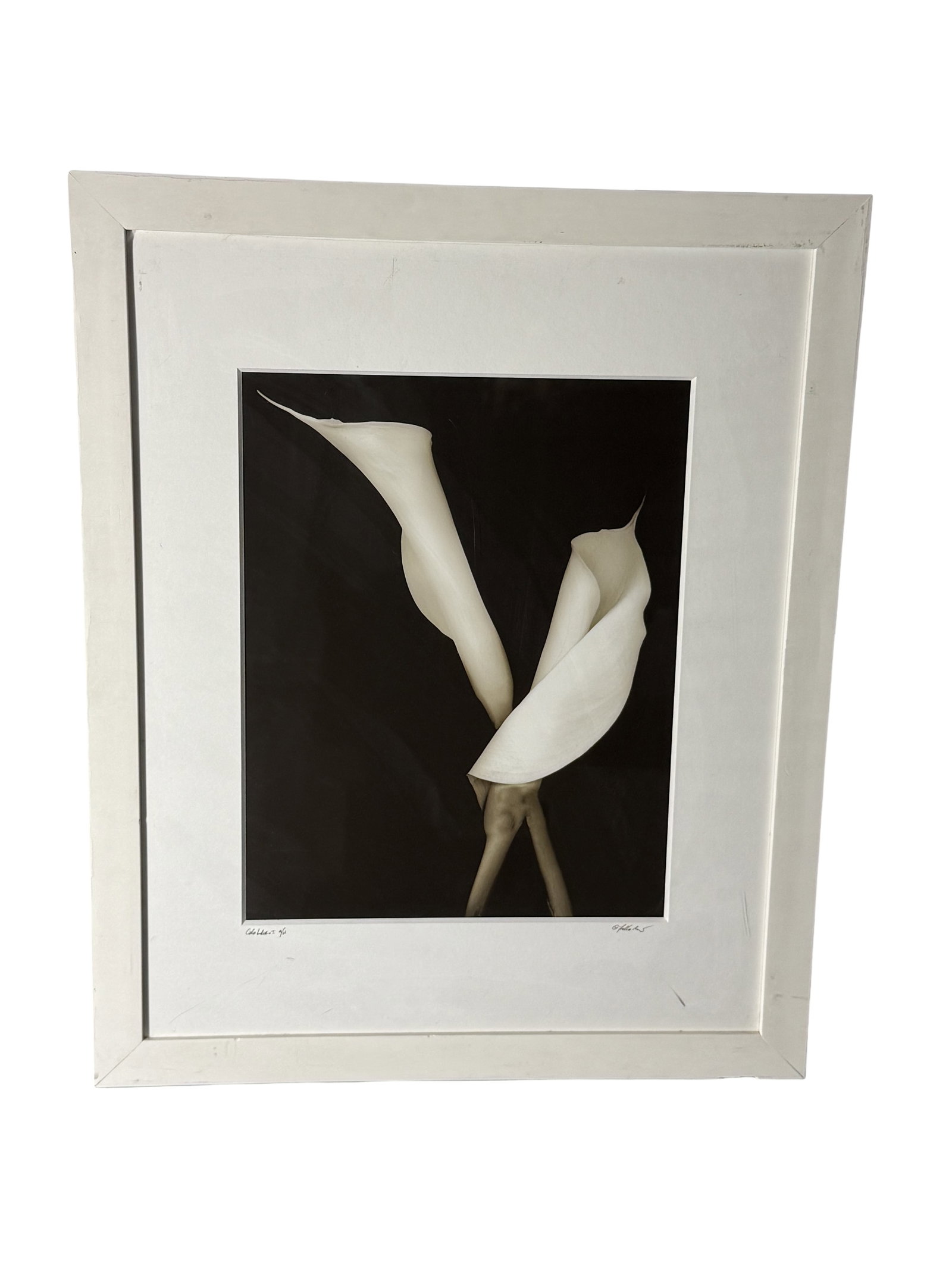 Signed Fine Art Photograph of Calla Lilies ? Limited Edition: A beautifully printed fine art photograph depicting two elegant calla lilies arranged in a sculptural formation against a deep black background. Signed by the artist and marked as a limited edition.
