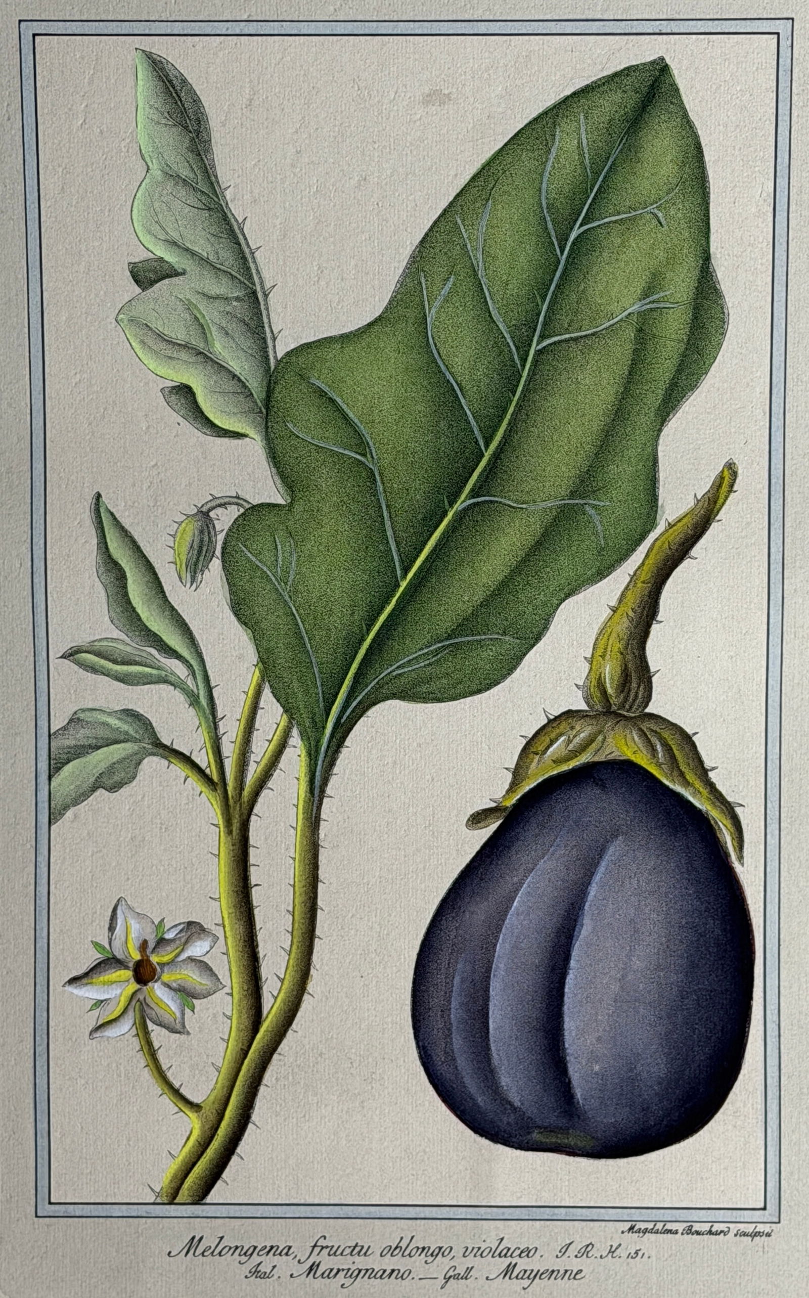Botanical Eggplant Lithograph - 2
