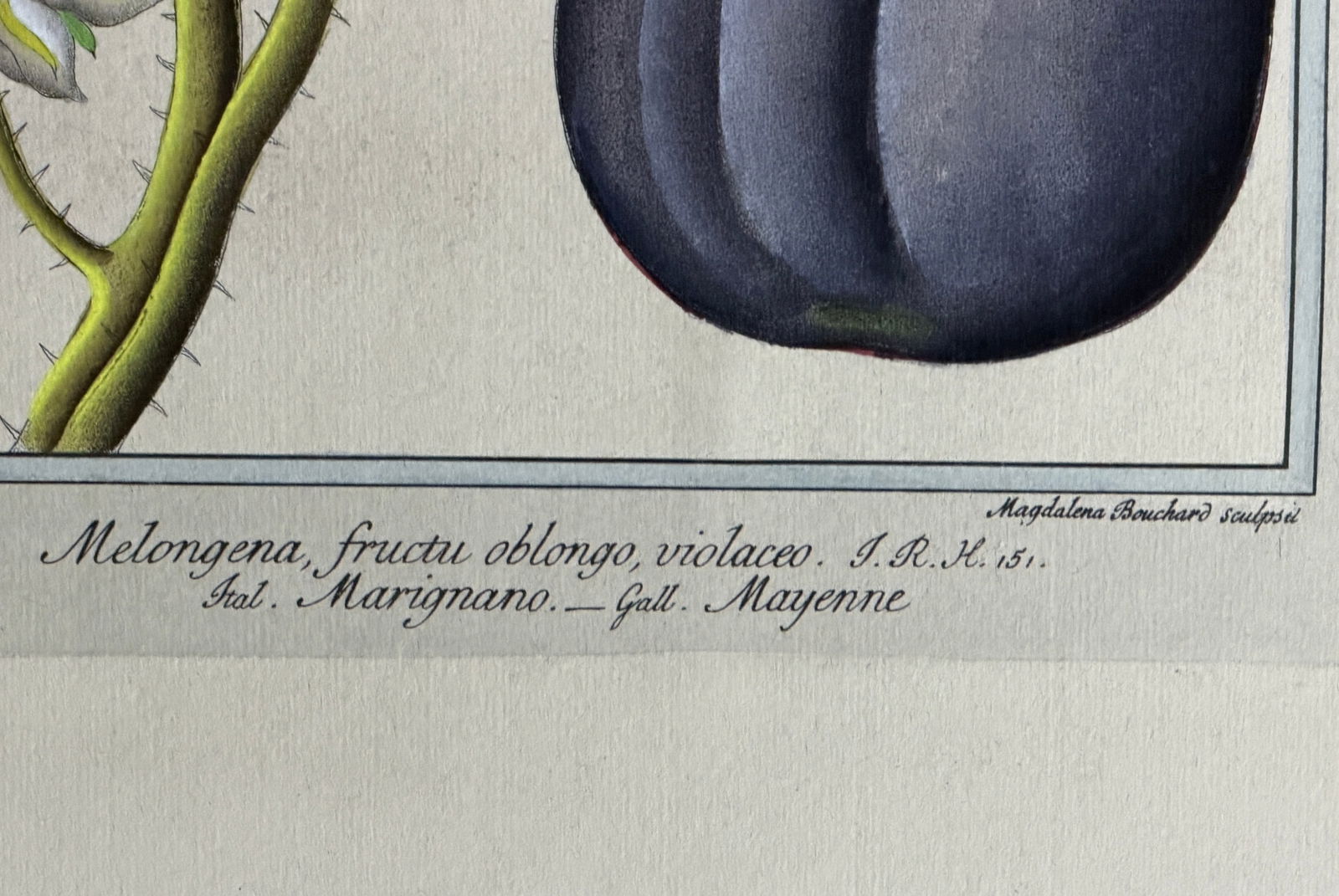 Botanical Eggplant Lithograph - 3