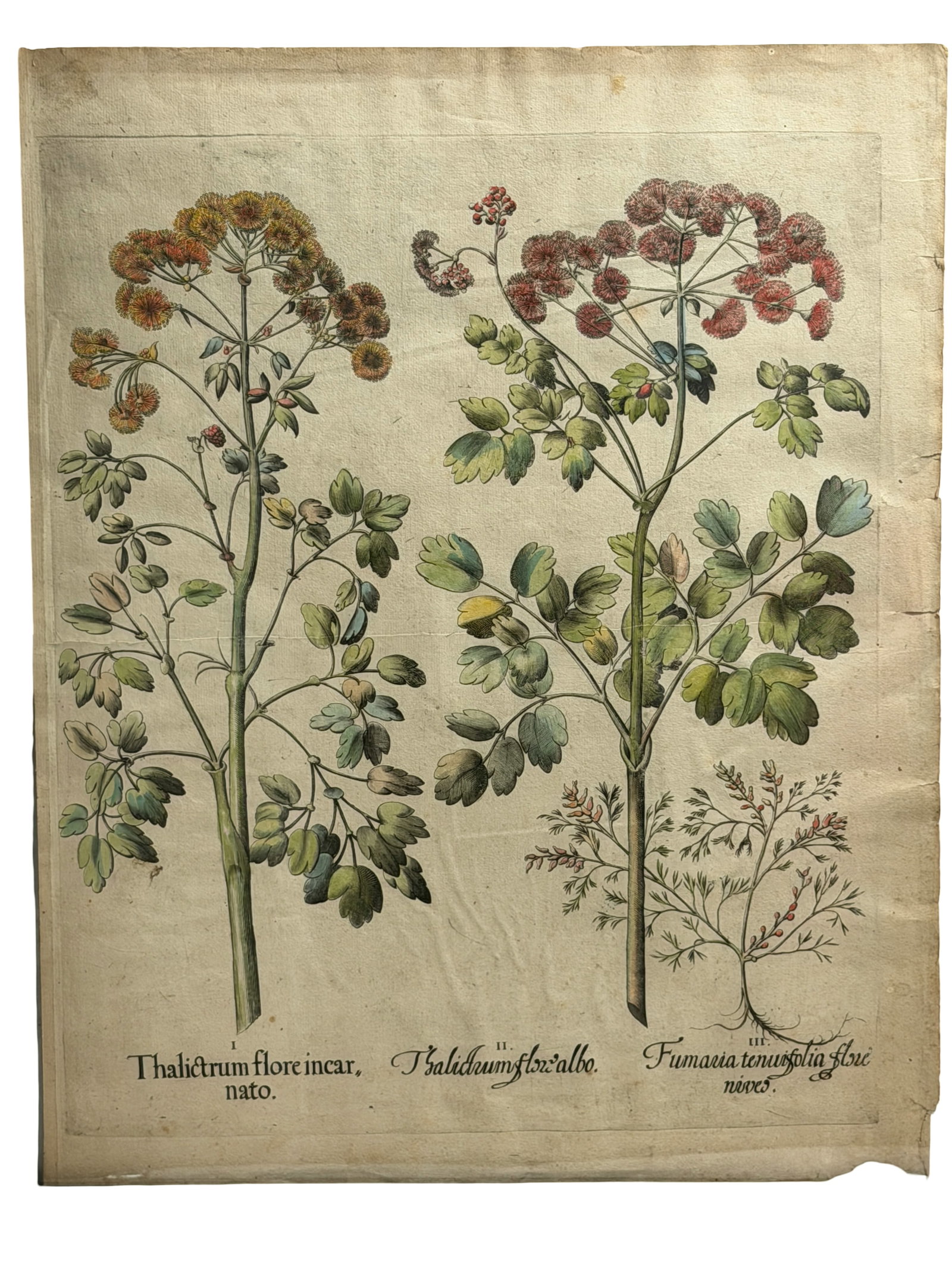 17th-century print Besler 1st Ed. Pl. 25, Meadow Rue Small-flowered Fumitory blossoming botanicals (1 of 4)