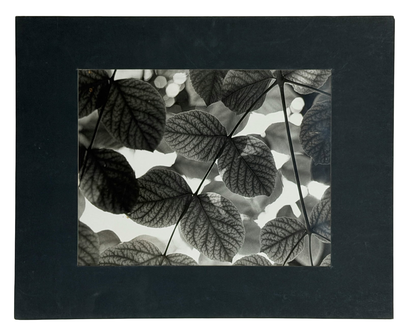 Black & White Botanical Photograph 'New Leaves' (1995) (1 of 5)