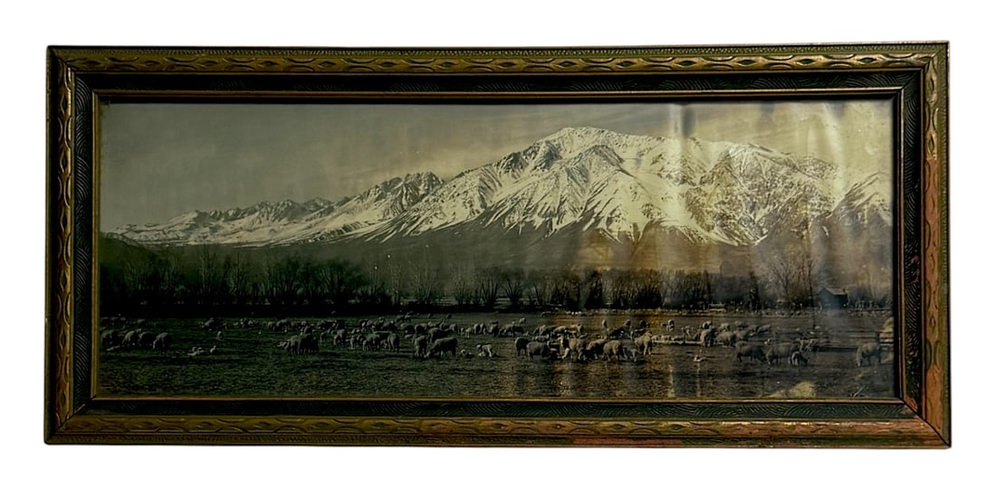 Antique Panoramic Mountain & Sheep Color Photograph: Framed panoramic photograph featuring grazing sheep before snow-capped mountains.