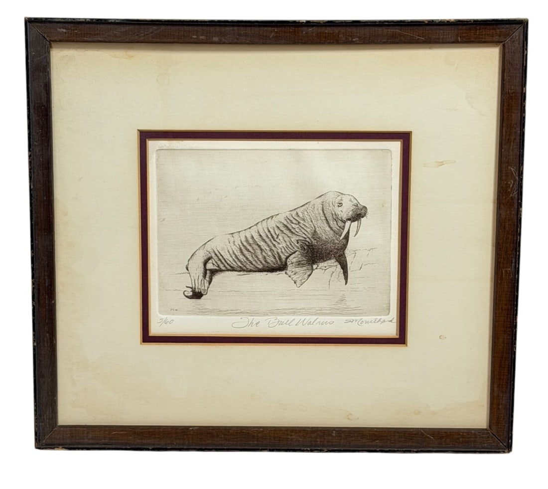 Bull Walrus Etching (1 of 7)