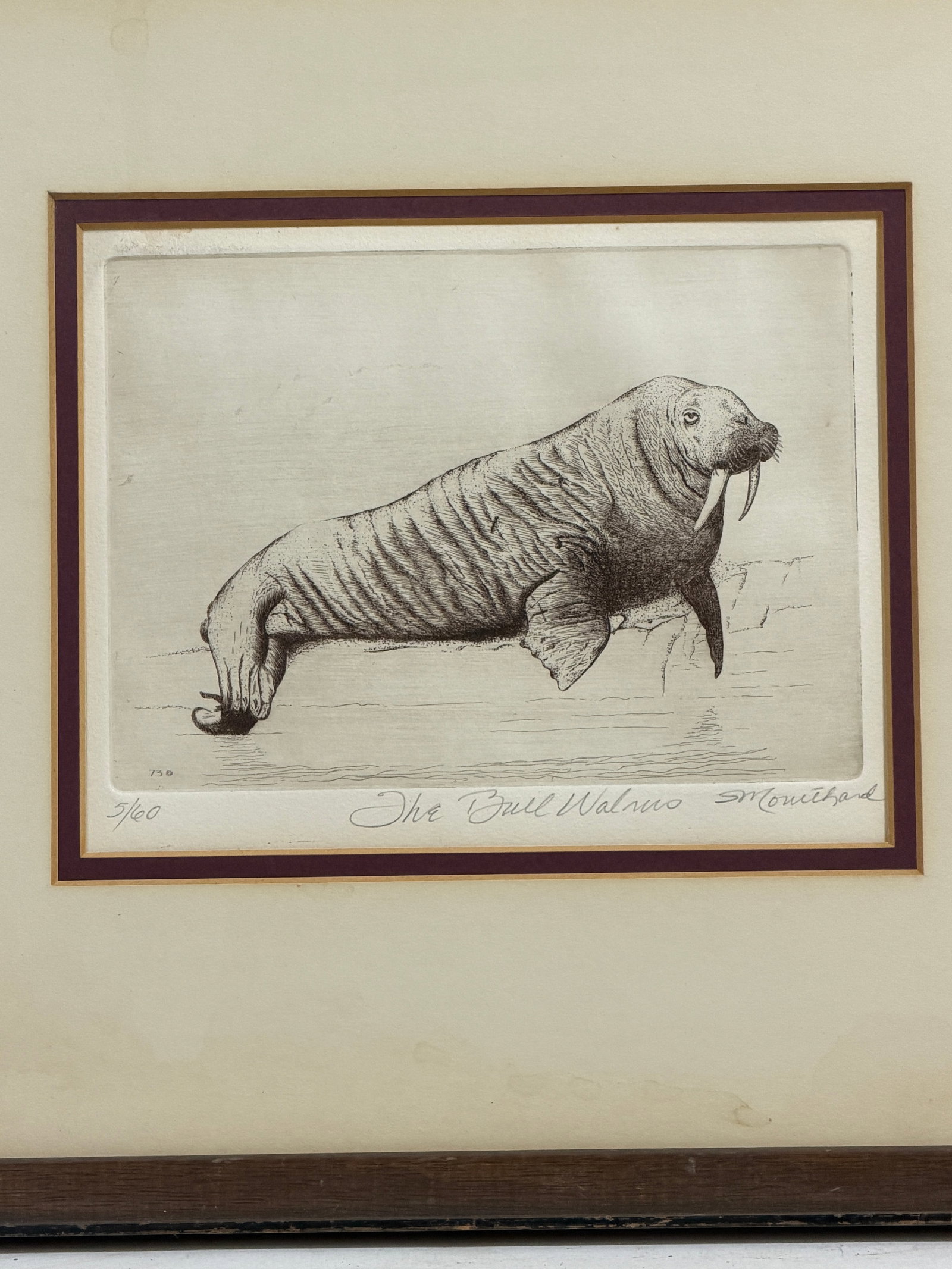 Bull Walrus Etching - 2