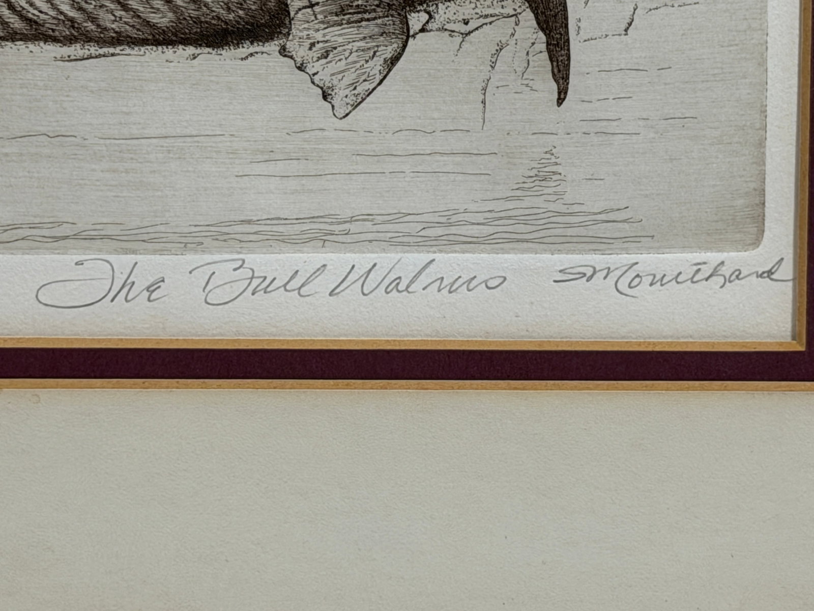 Bull Walrus Etching - 3