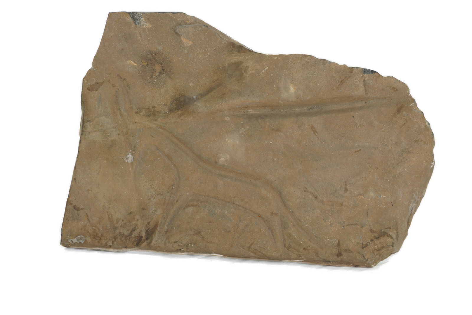 Petroglyph Rock Carving: A petroglyph carving of an Antelope. Dated from the Neolithic, Bubalus period, ca 5000 BC. Made in sandstone. Originating from Tassili-n-Ajer, Algeria. Previously sold by Primigenius in 2003.