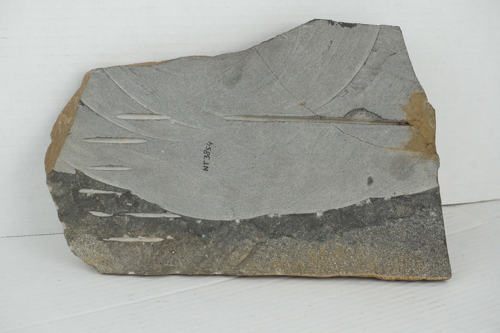 Petroglyph Rock Carving - 4