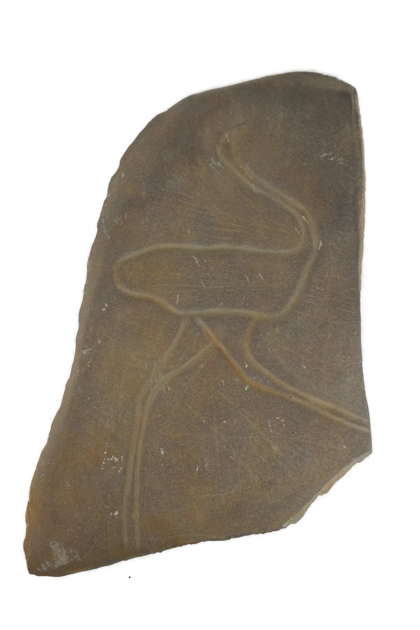 Petroglyph Rock Carving: A petroglyph carving of an Ostrich. Dated from the Neolithic, Bubalus period, ca 5000 BC. Made in sandstone. Originating from Tazarin, South Morocco. Previously sold by Primigenius in 2003. Previous