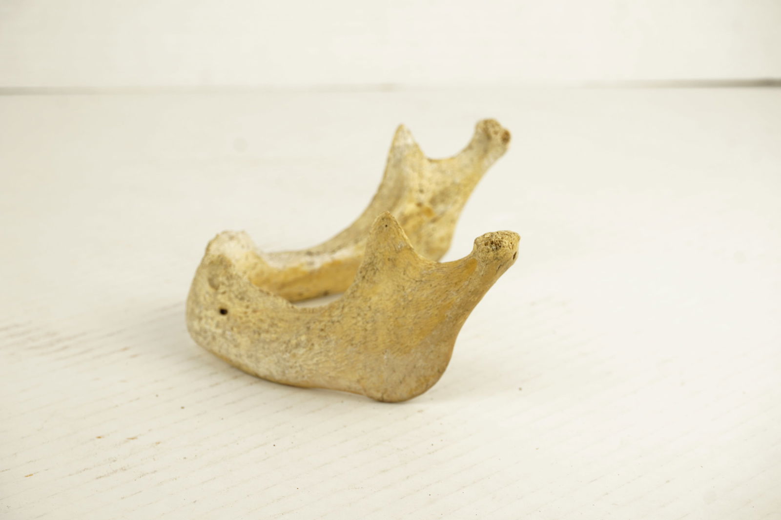 Human Mandible - 2