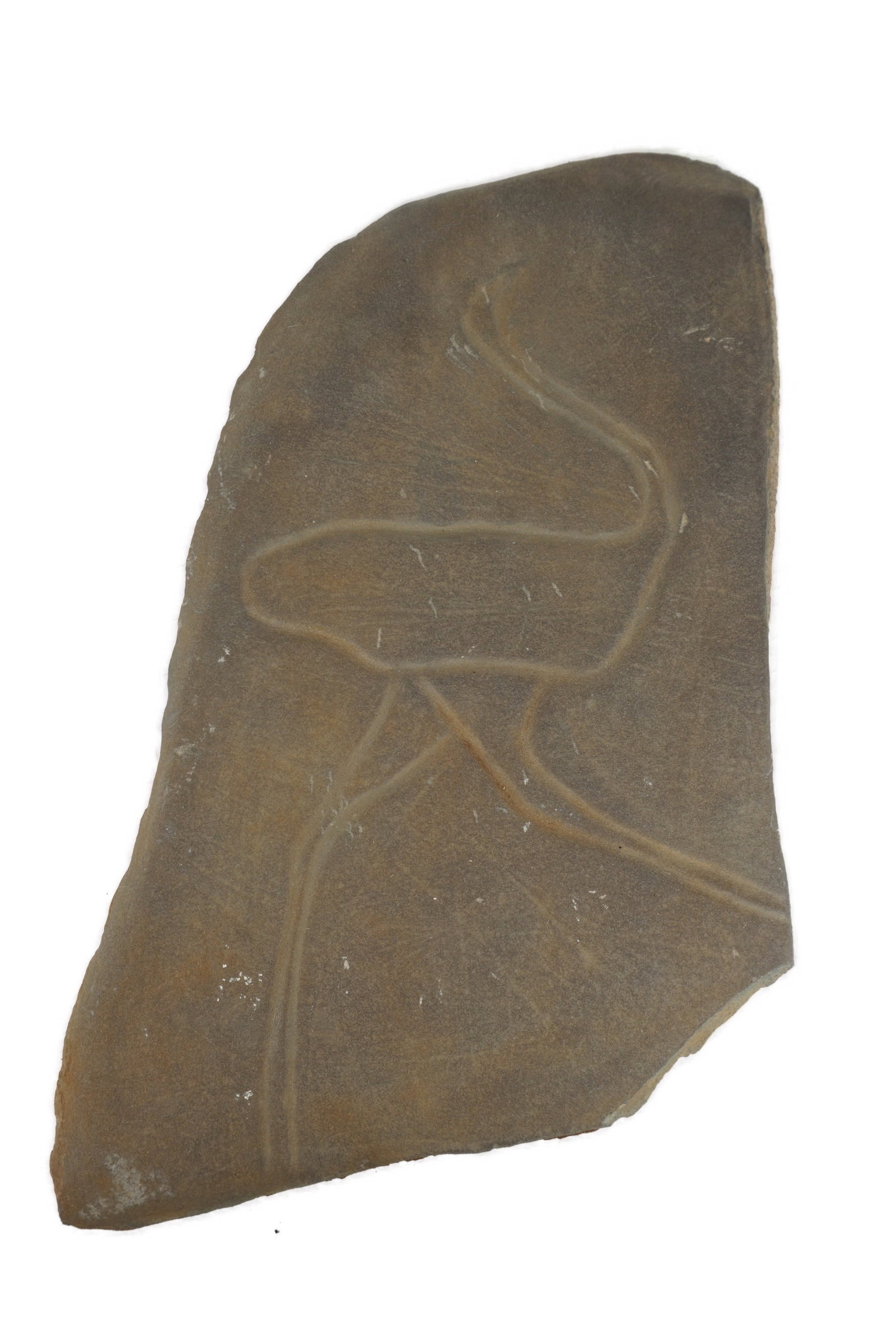 Petroglyph Rock Carving: A petroglyph carving of an Ostrich. Dated from the Neolithic, Bubalus period, ca 5000 BC. Made in sandstone. Originating from Tazarin, South Morocco. Previously sold by Primigenius in 2003. Previous p