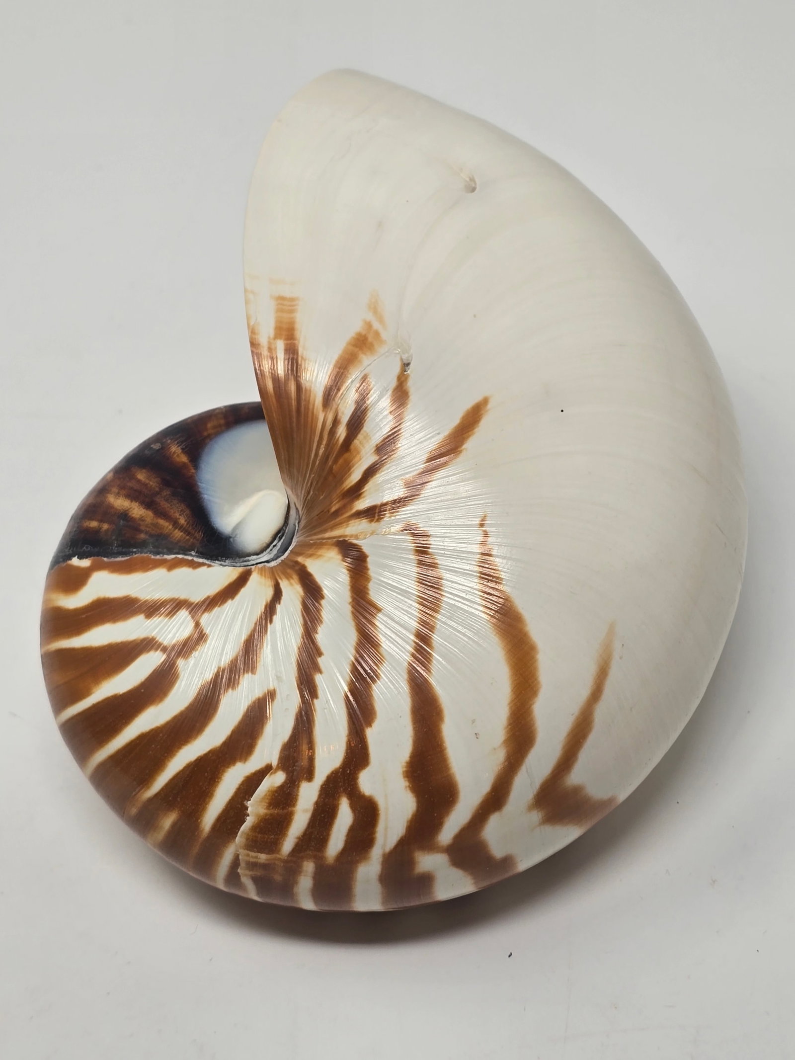 Beautiful Natural Tiger Nautilus Shell - 2