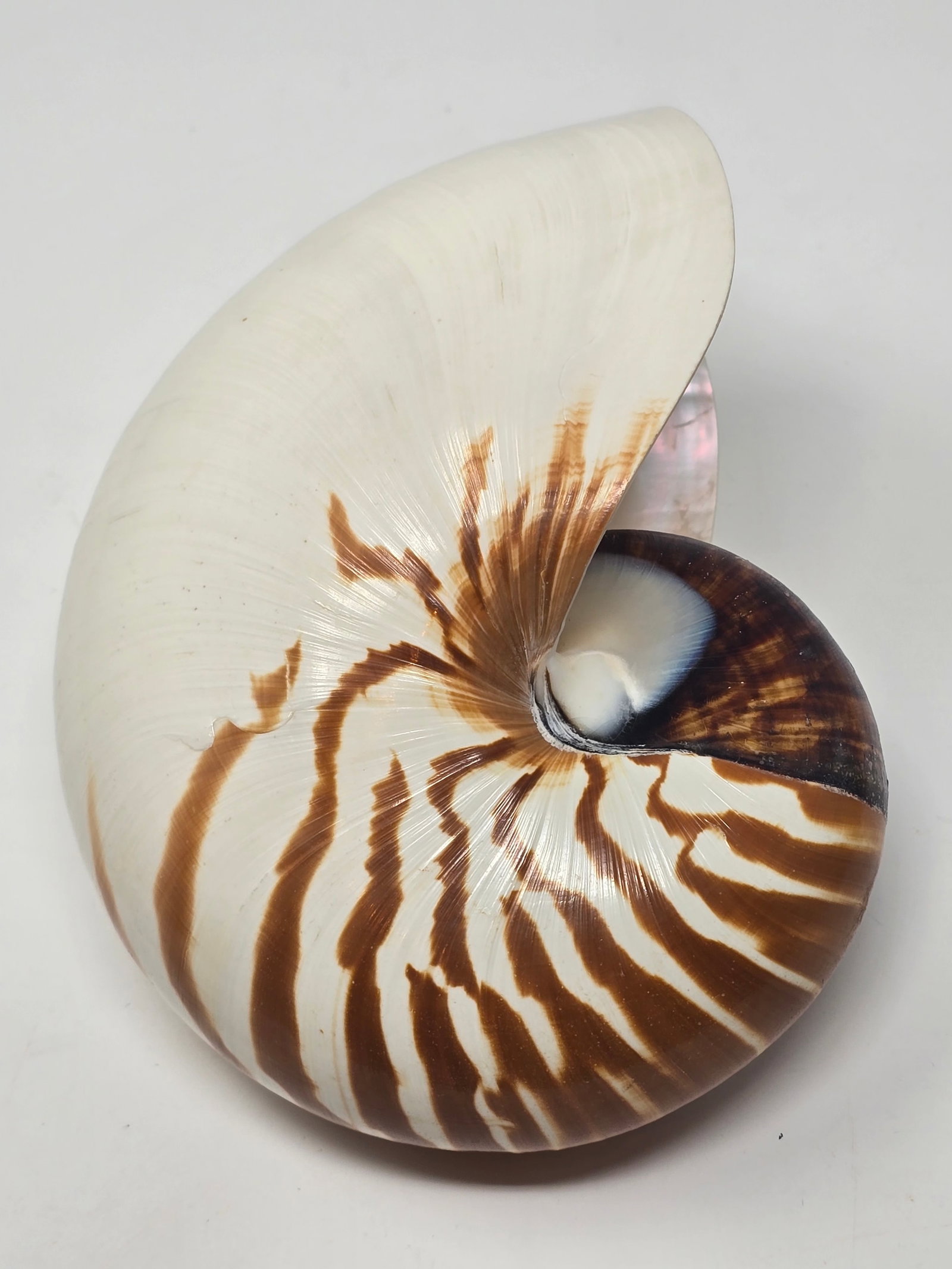Beautiful Natural Tiger Nautilus Shell - 3