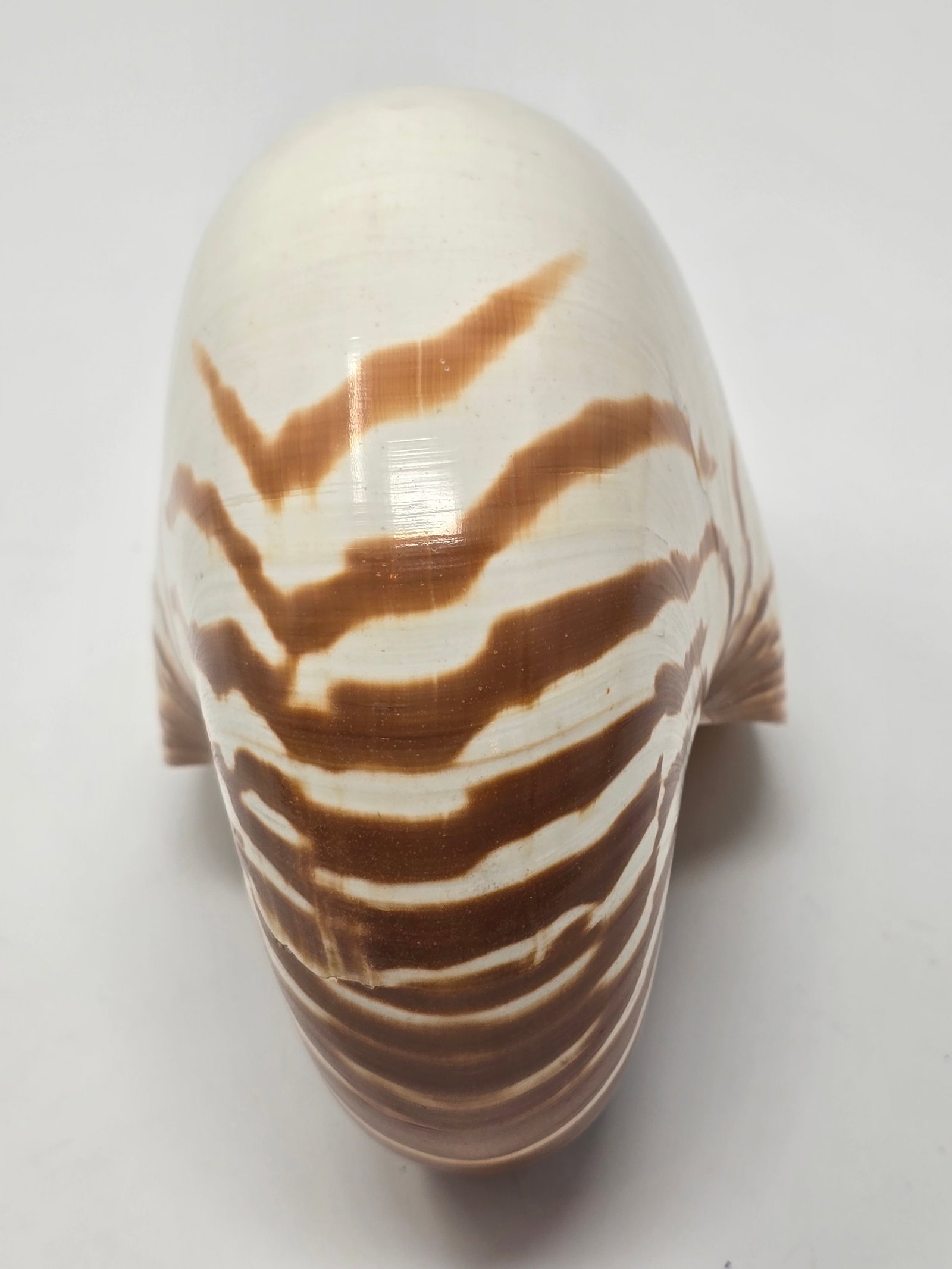 Beautiful Natural Tiger Nautilus Shell - 4