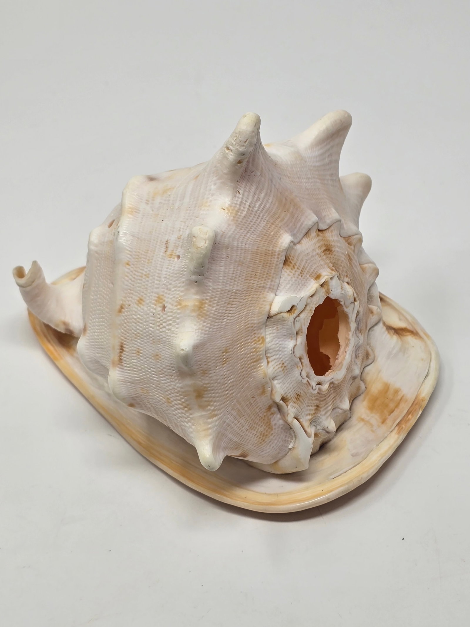 Fabulous Horned Helmet Shell (aka "Cassis Cornuta") - 2